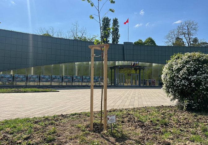 Десять лип в память о бойцах СВО высадили в парке 30-летия Победы в Краснодаре