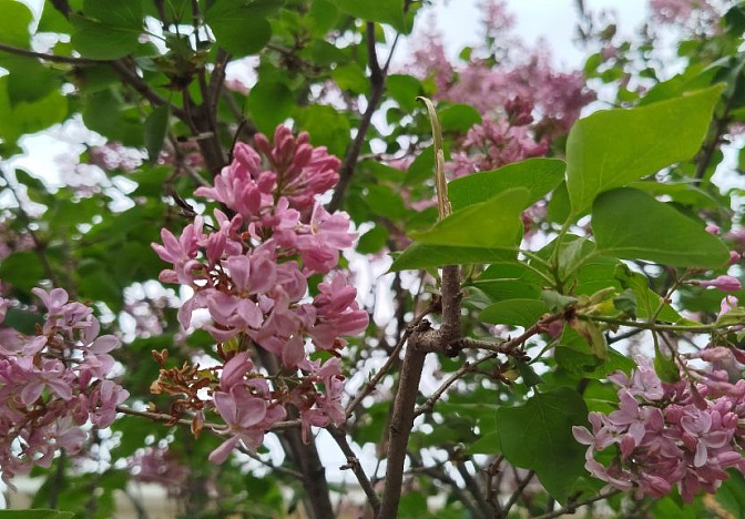 «Сиреневый Сад Великой Победы» появится в горнолыжном курорте в Сочи 